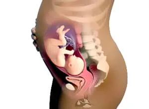 هفته سی و یک بارداری