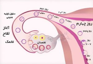 لانه گزینی و لقاح