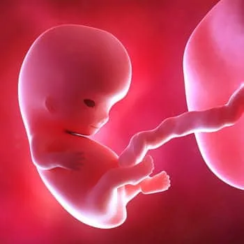 جنین در هفته نهم چه شکلیه