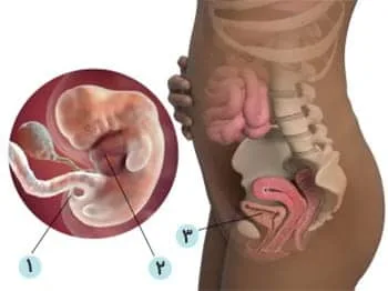 هفته ده تا یازده