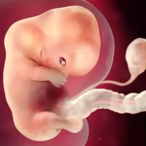 عکس جنین در هفته نهم بارداری