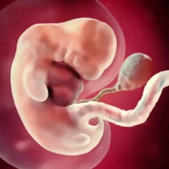 حرکت جنین در هفته هفتم بارداری