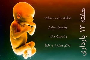 هفته سیزدهم بارداری