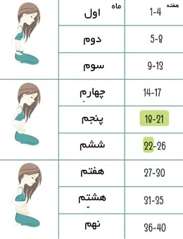 بهترین زمان برای اکوی قلب جنین